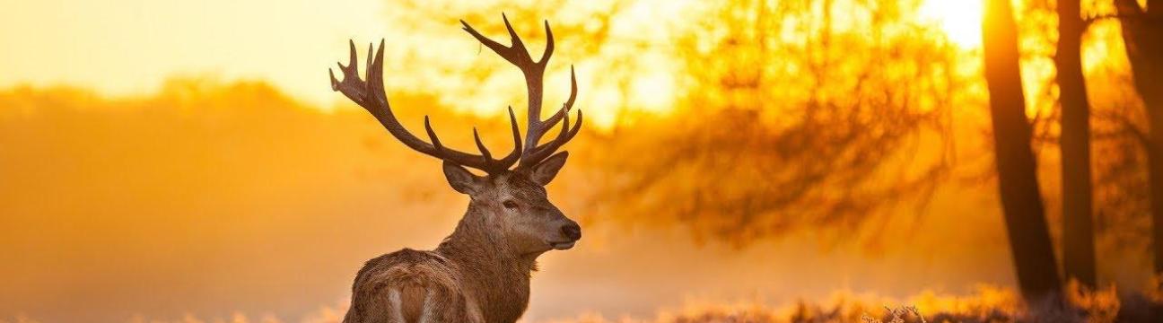 Buzzwing: Nature